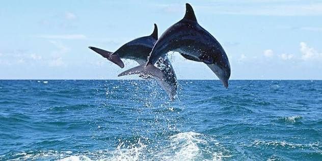 Chilika Lake